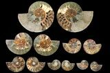 Lot: - Cut/Polished Ammonite Fossils - Pairs #133877-1
